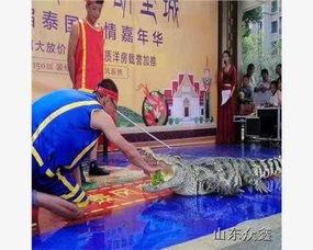 动物表演视频,幕后真相与动物福利关注