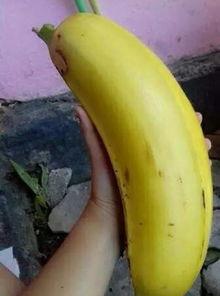 大香蕉依人在线视频,揭秘网络直播的诱惑与风险