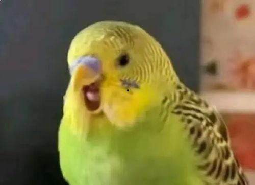 鹦鹉骂人视频,一场鹦鹉骂人视频引发的争议